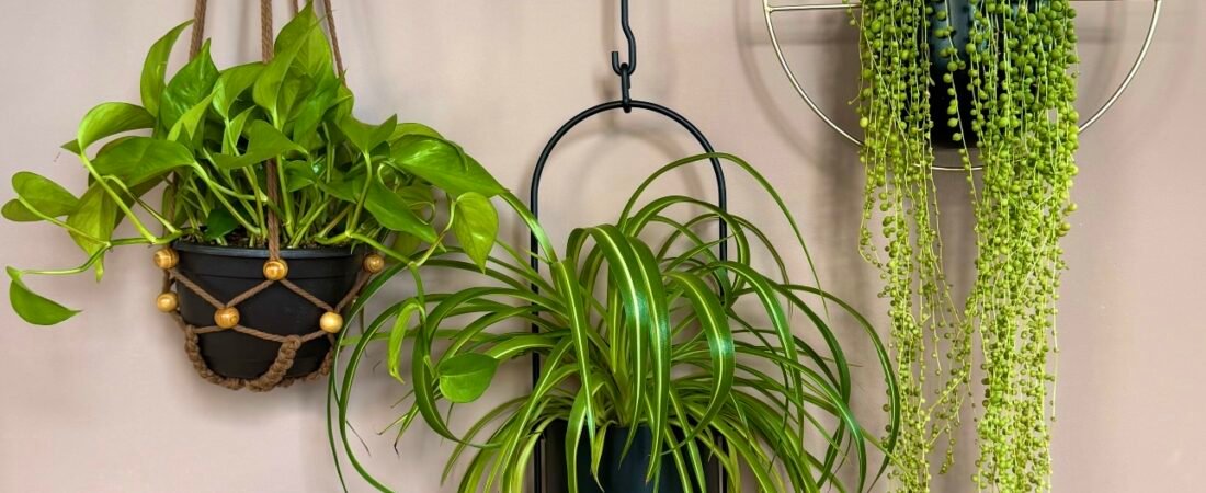 Top 5 Best Plant Hanger Styles
