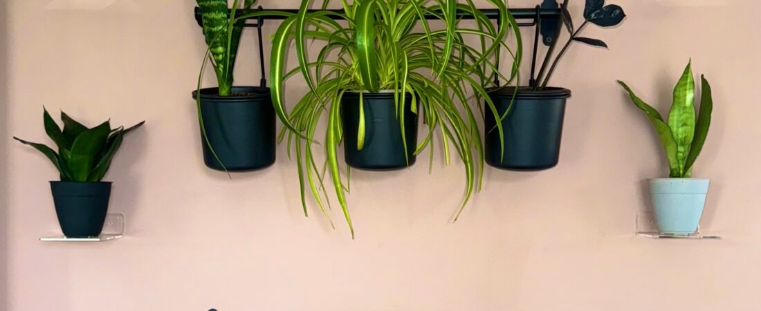 Great Ways to Display Plants on Walls