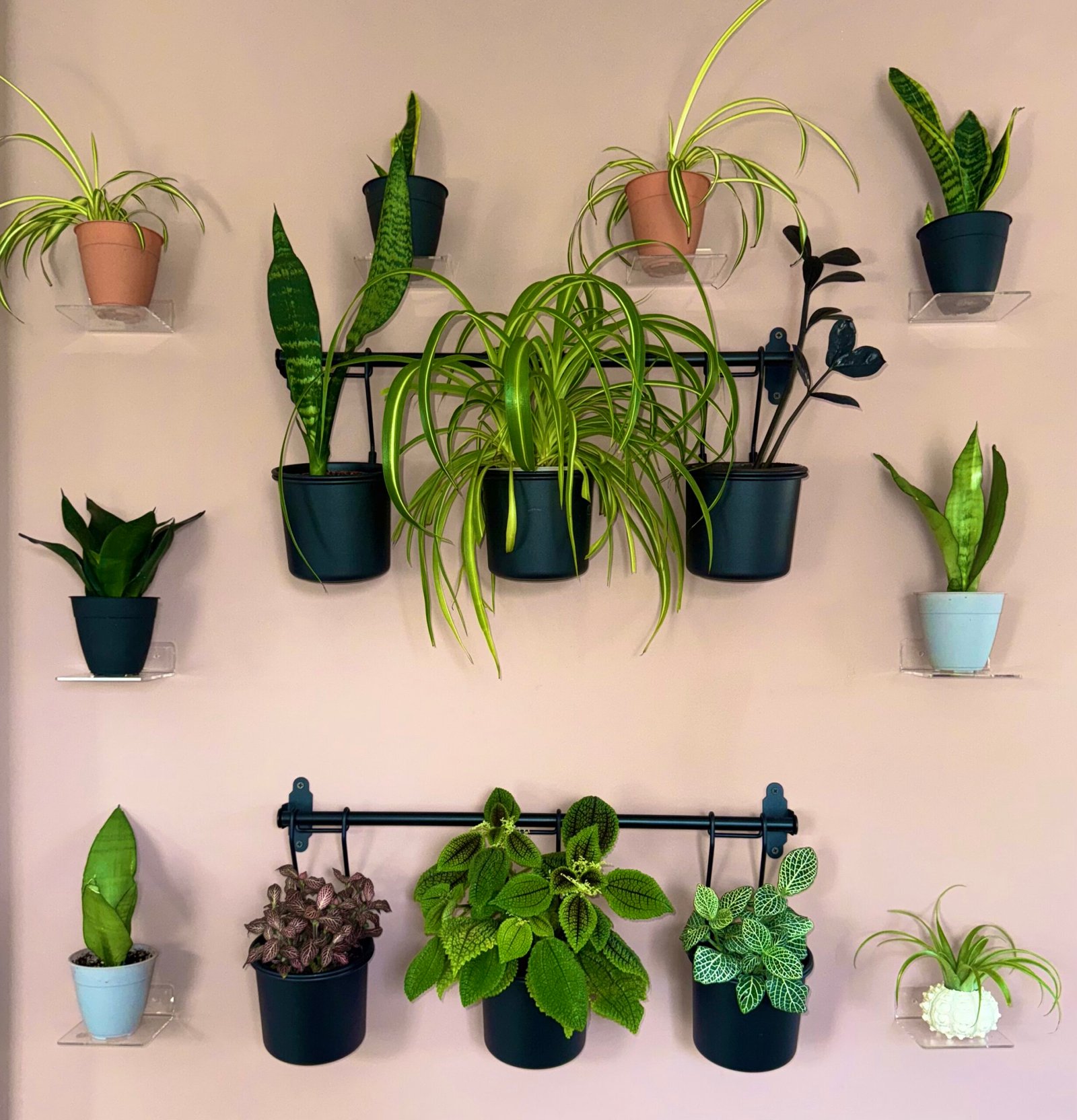 Great Ways to Display Plants on Walls