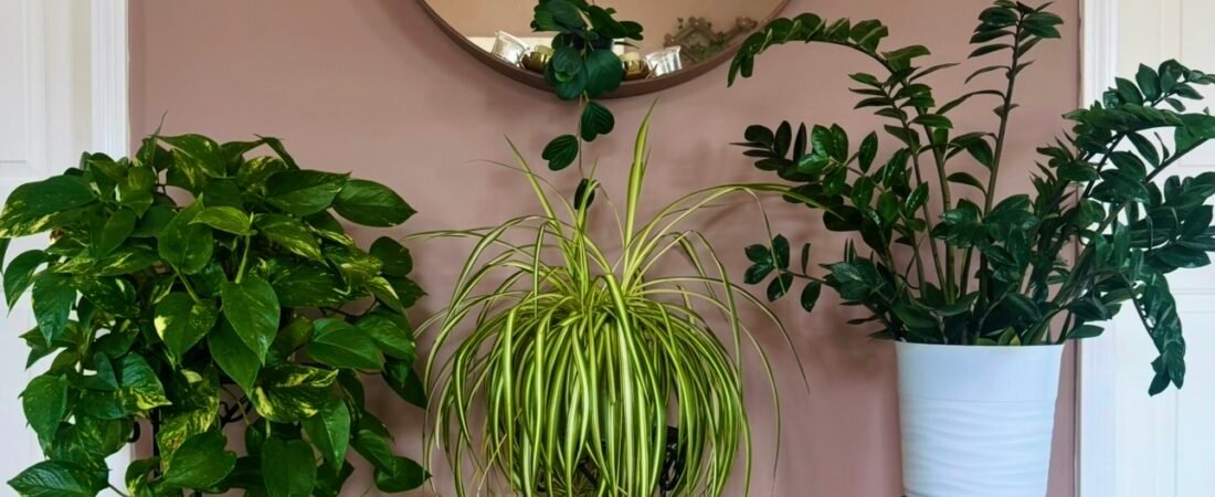 Create your own Plant Oasis with hanging planters, stands, and shelves
